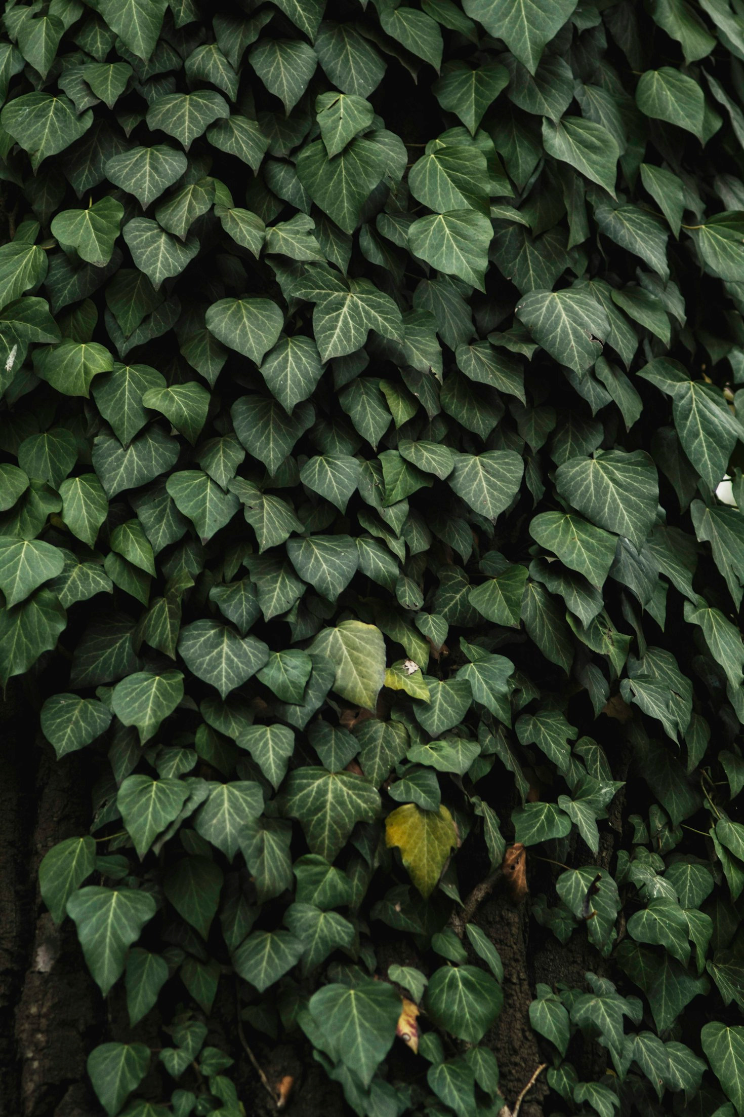 Eco-Friendly Upgrades for Your Home